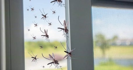 Які бувають москітні сітки